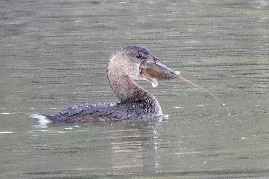 Pied-billed Grebe - ML643804173