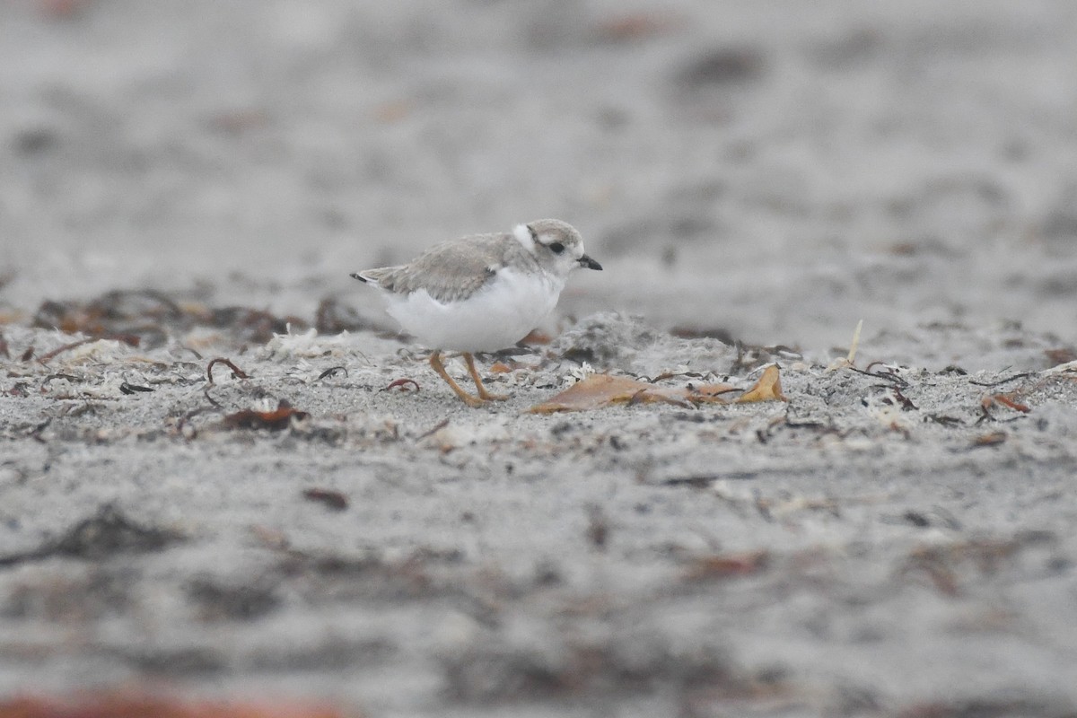 Piping Plover - ML643804175