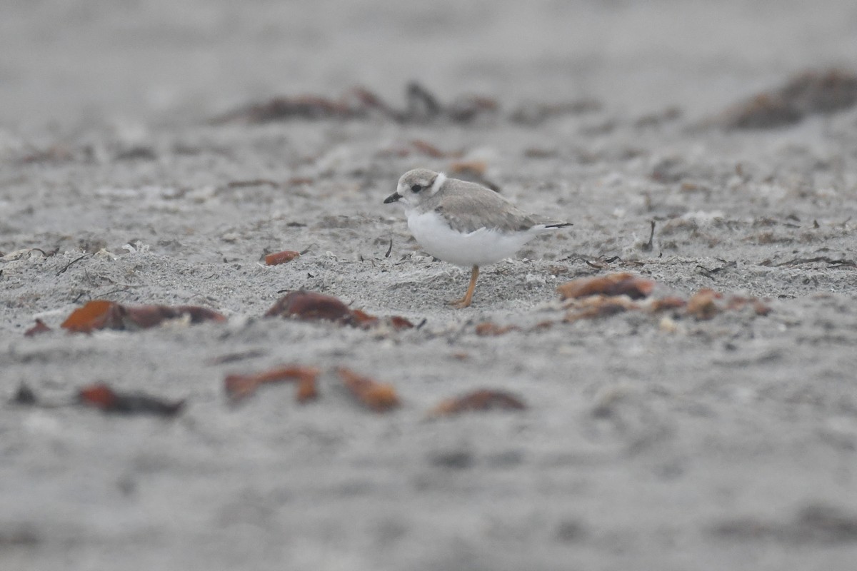 Piping Plover - ML643804176