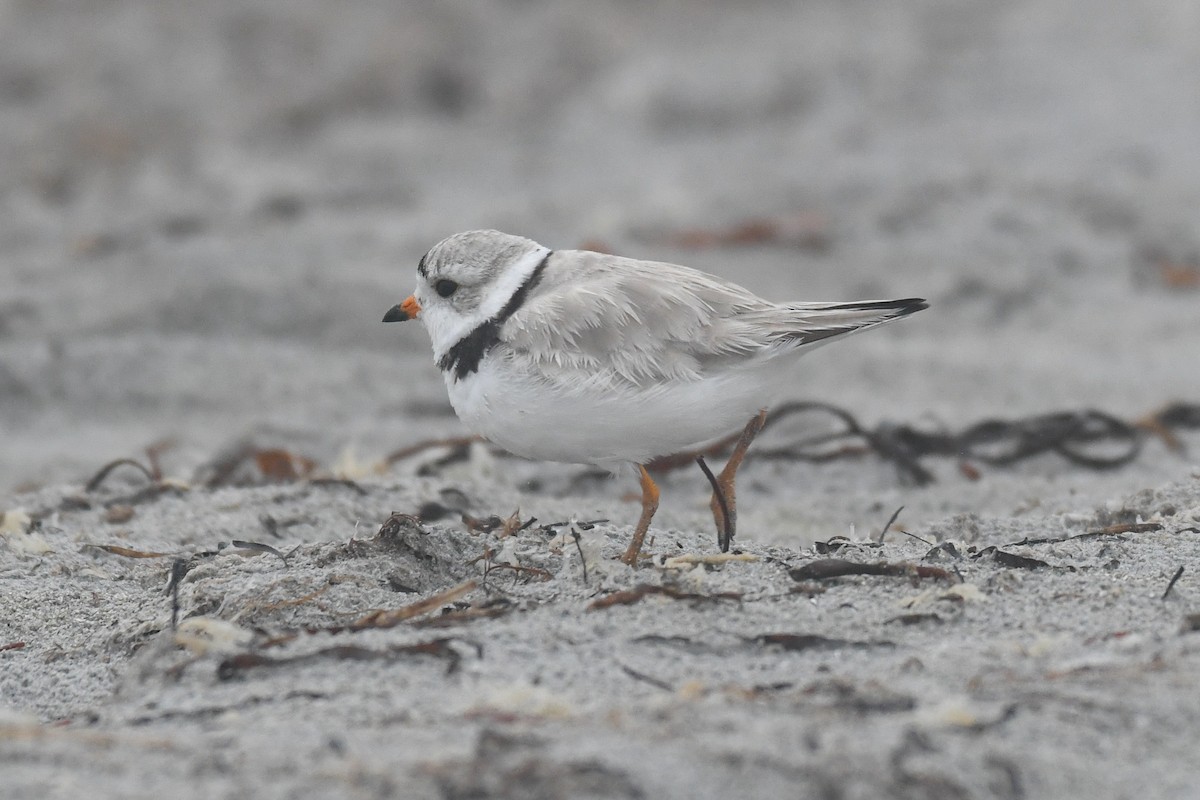 Piping Plover - ML643804177