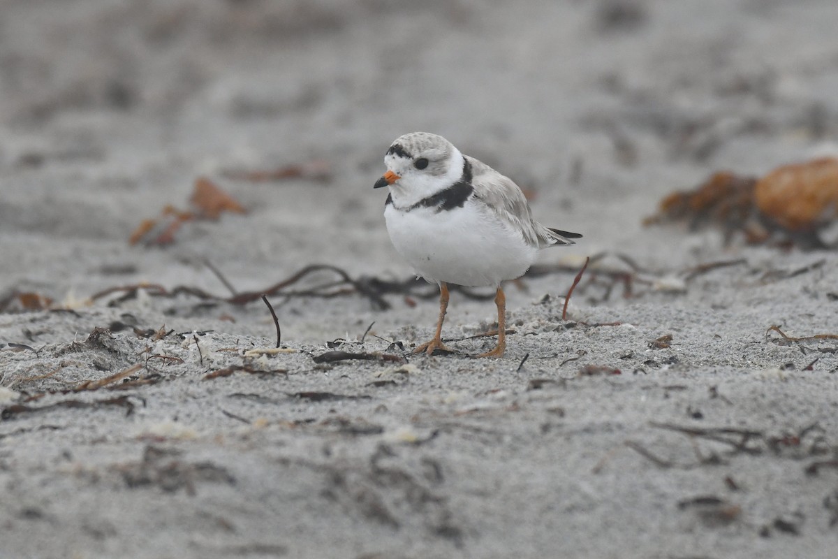 Piping Plover - ML643804178