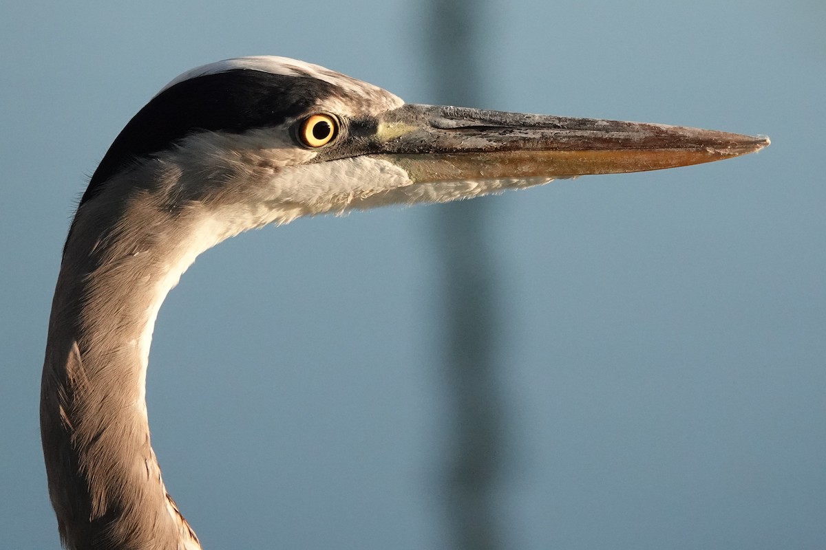 Great Blue Heron - ML643804186