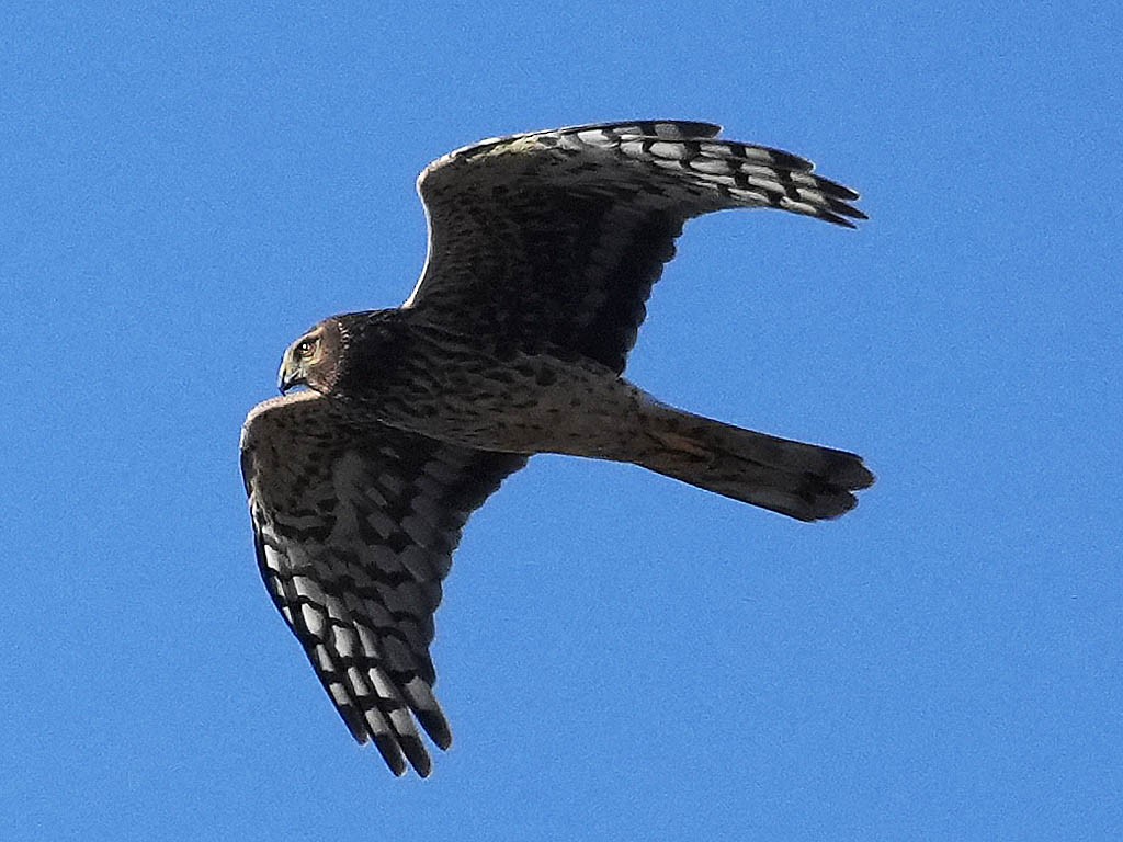 Northern Harrier - ML643804198
