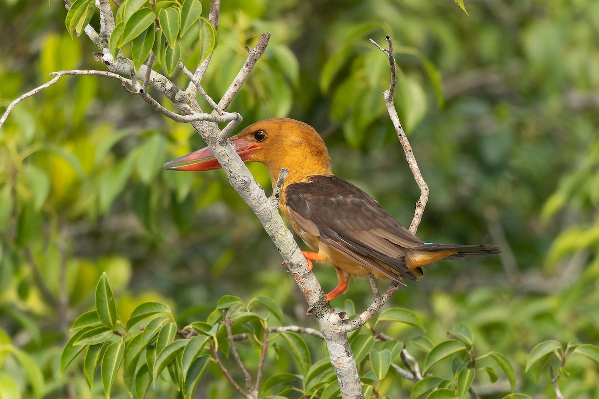 Brown-winged Kingfisher - ML643804200