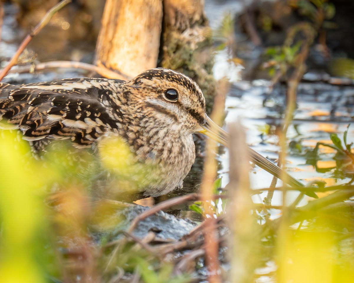 Wilson's Snipe - ML643804202
