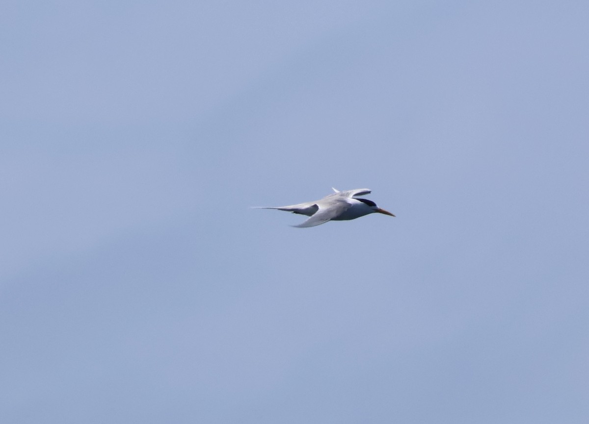 rybák chocholatý - ML643804222