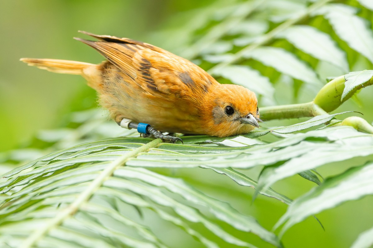 Monarque de Rarotonga - ML643804226