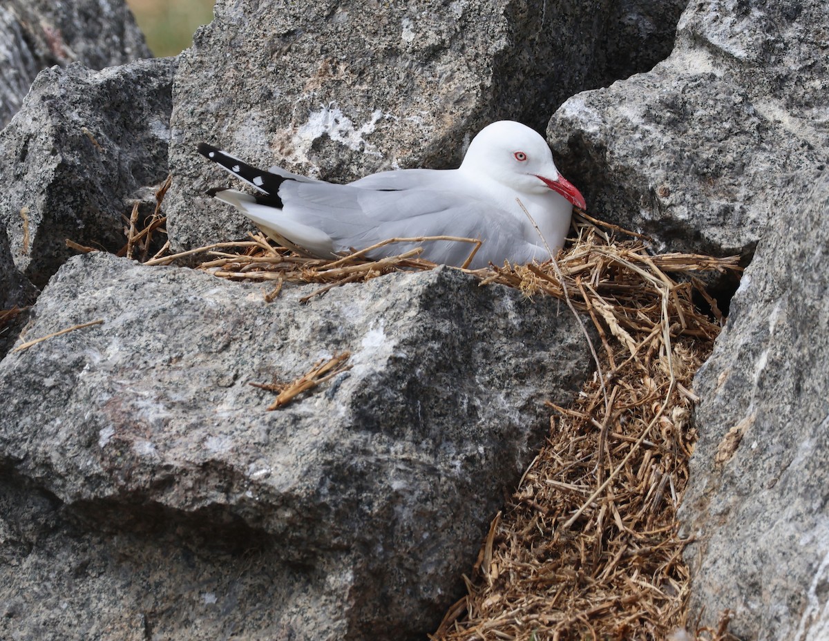 racek australský - ML643804227