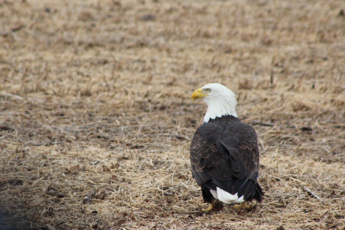 Pigargo Americano - ML643804257