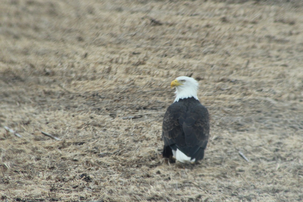 Pigargo Americano - ML643804258