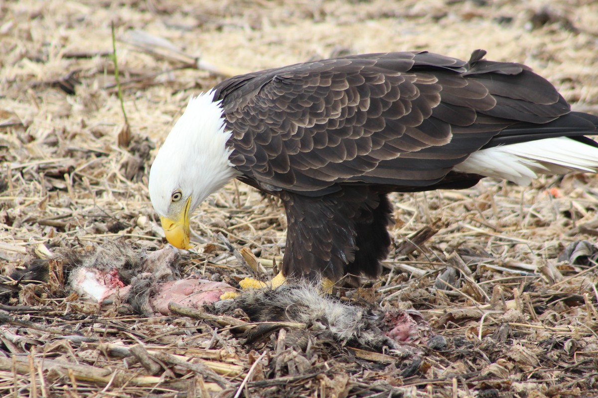 Pigargo Americano - ML643804259