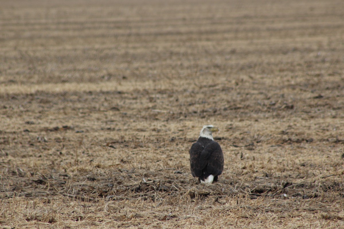 Pigargo Americano - ML643804260