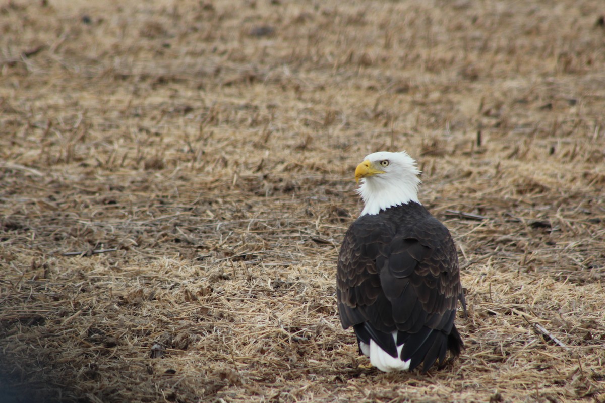 Pigargo Americano - ML643804261