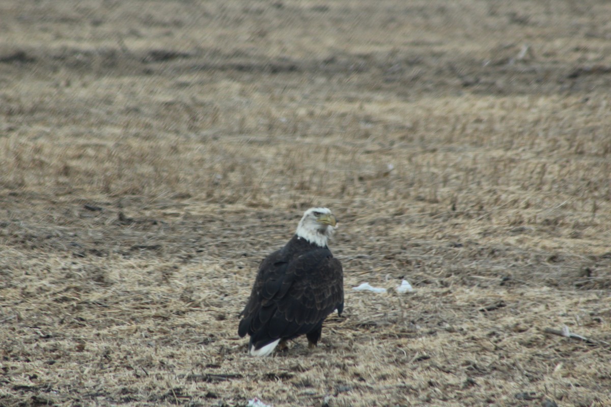 Pigargo Americano - ML643804262