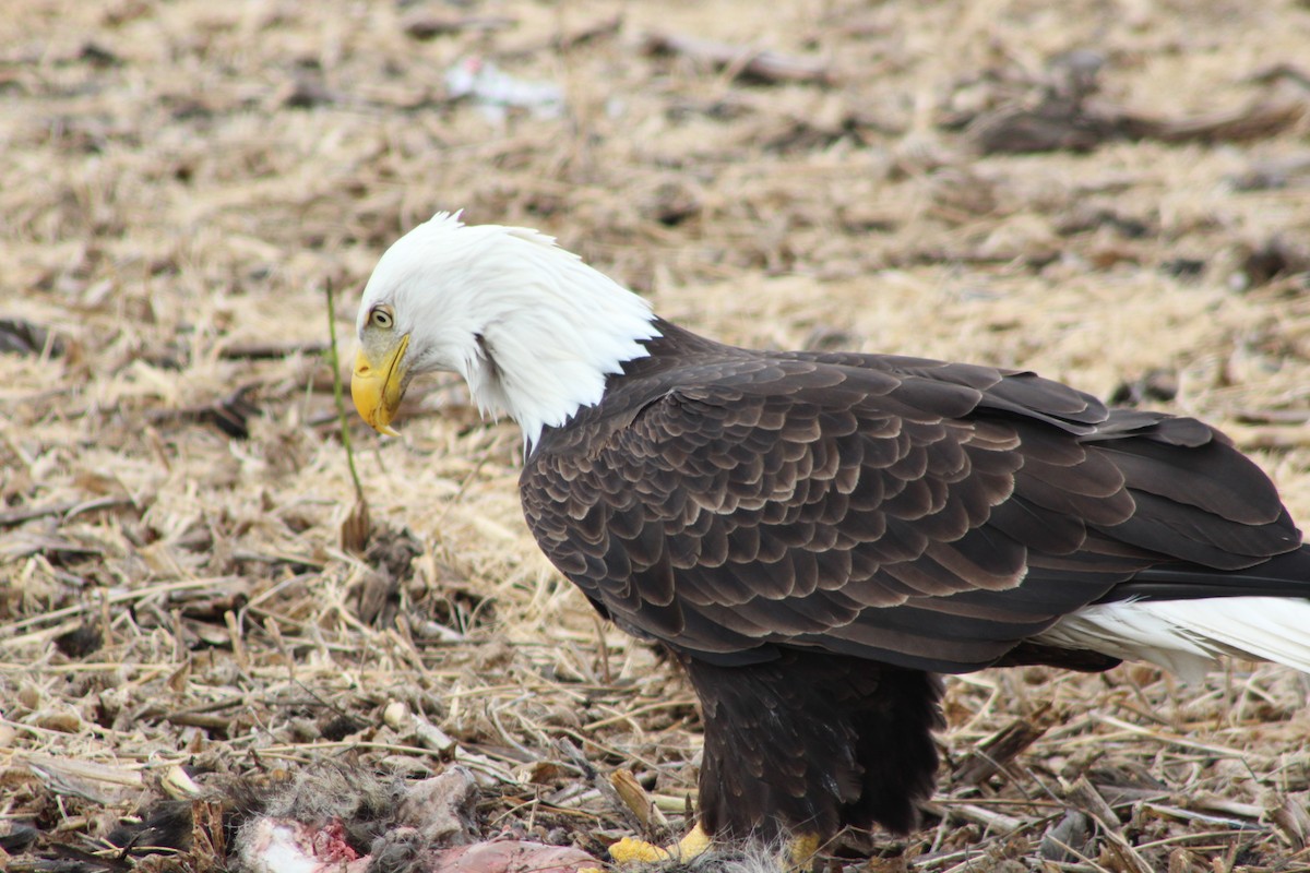 Pigargo Americano - ML643804263