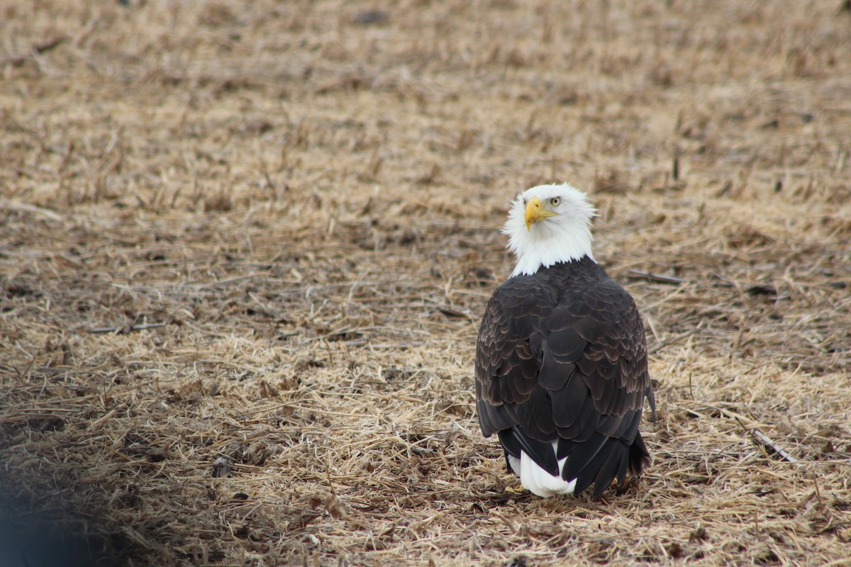 Pigargo Americano - ML643804264