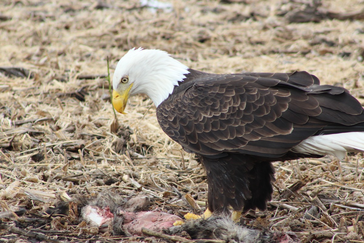 Pigargo Americano - ML643804265