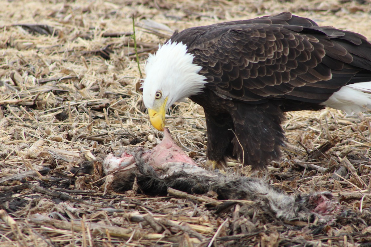 Pigargo Americano - ML643804266