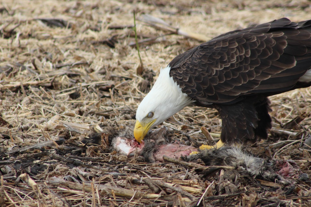 Pigargo Americano - ML643804267