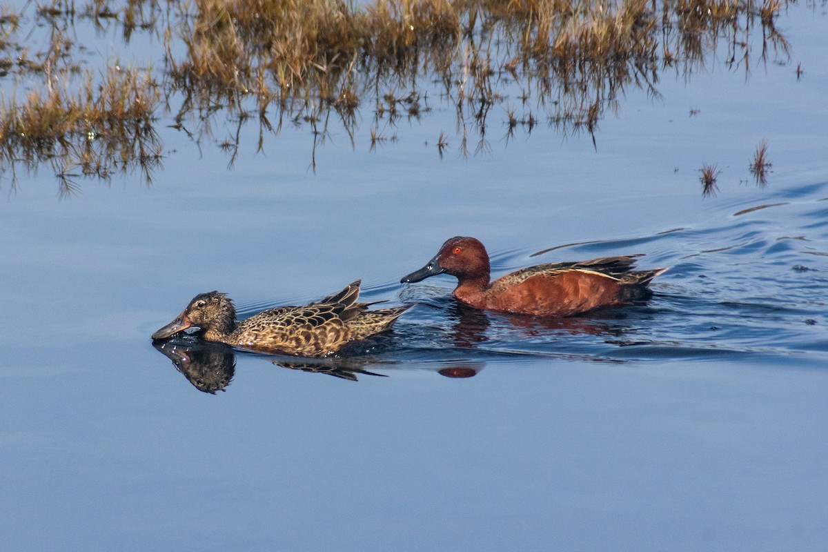 Cinnamon Teal - ML643804278