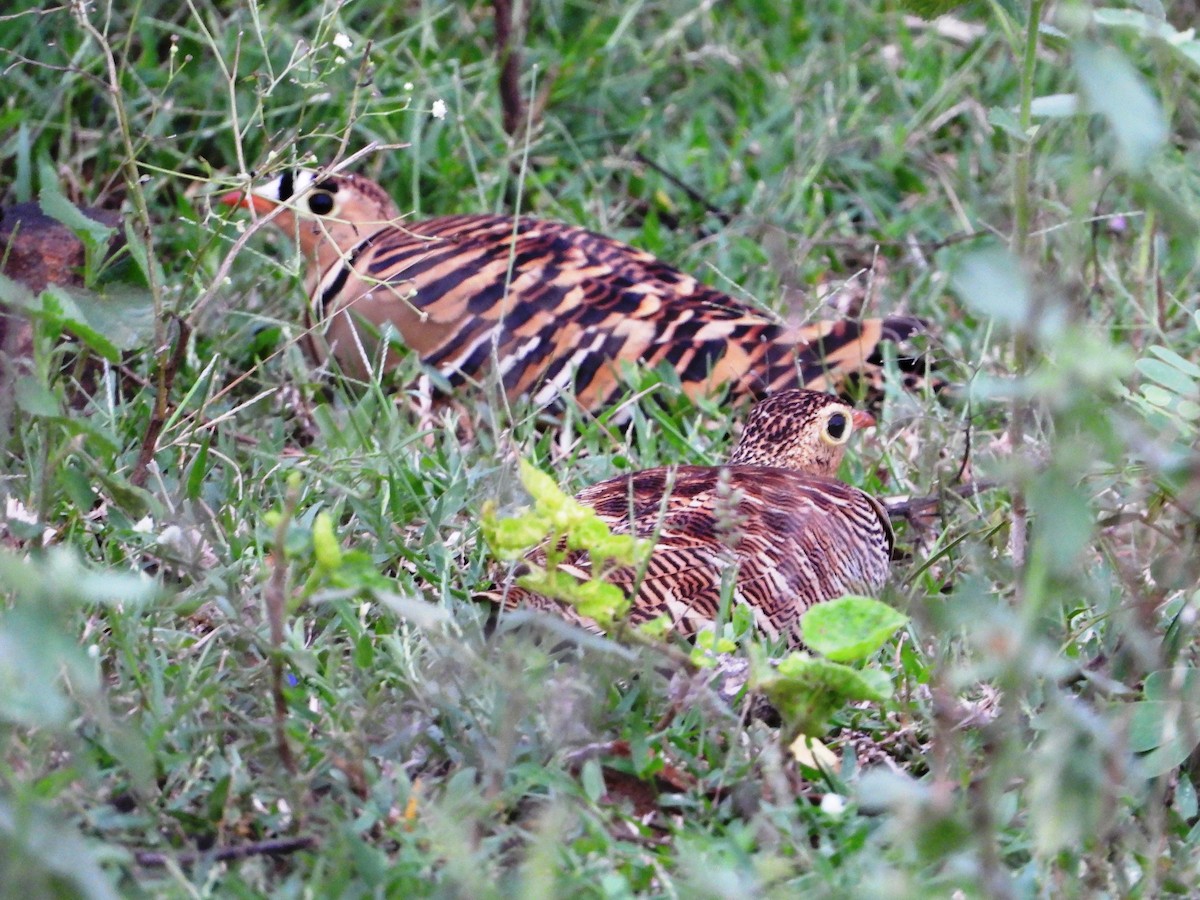 Painted Sandgrouse - ML643804281