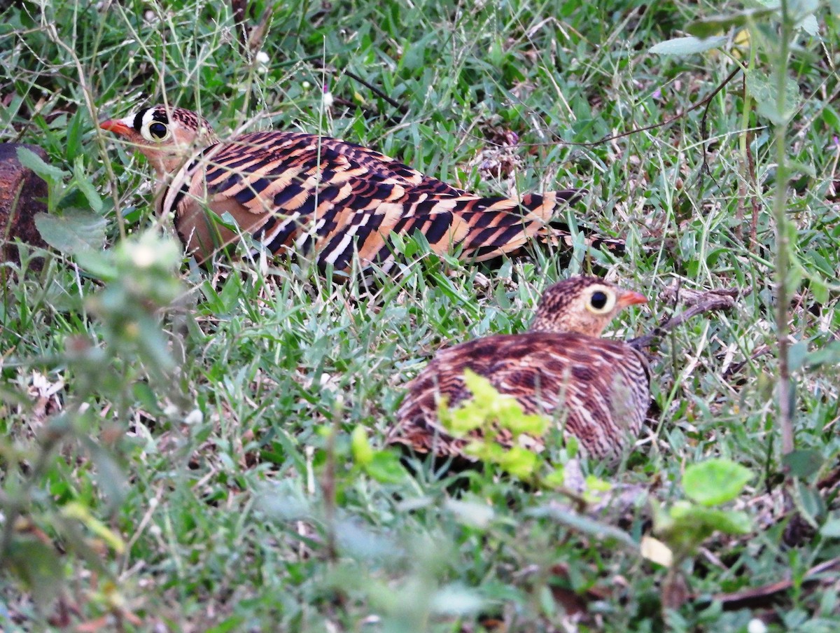 Painted Sandgrouse - ML643804282