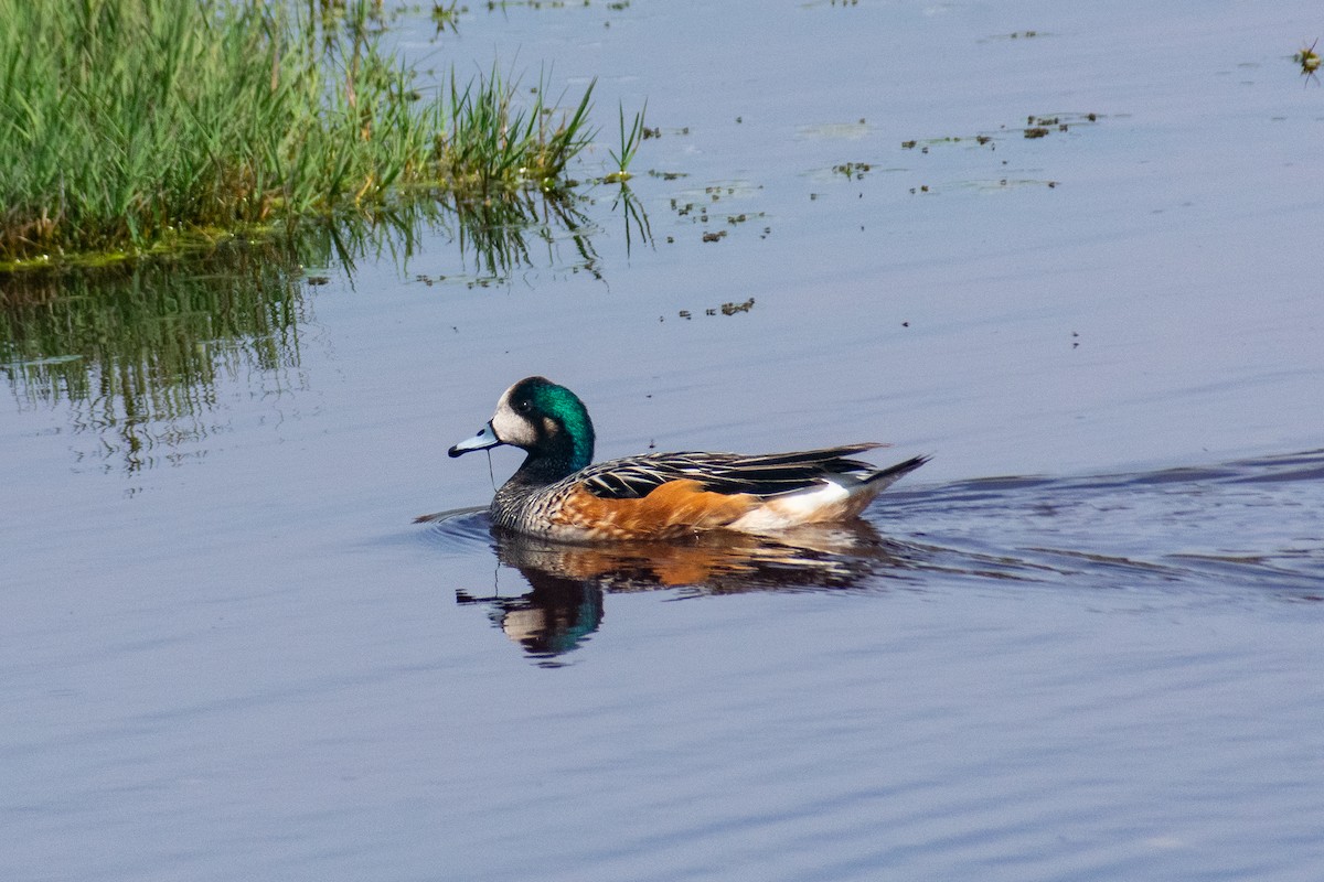 Canard de Chiloé - ML643804283