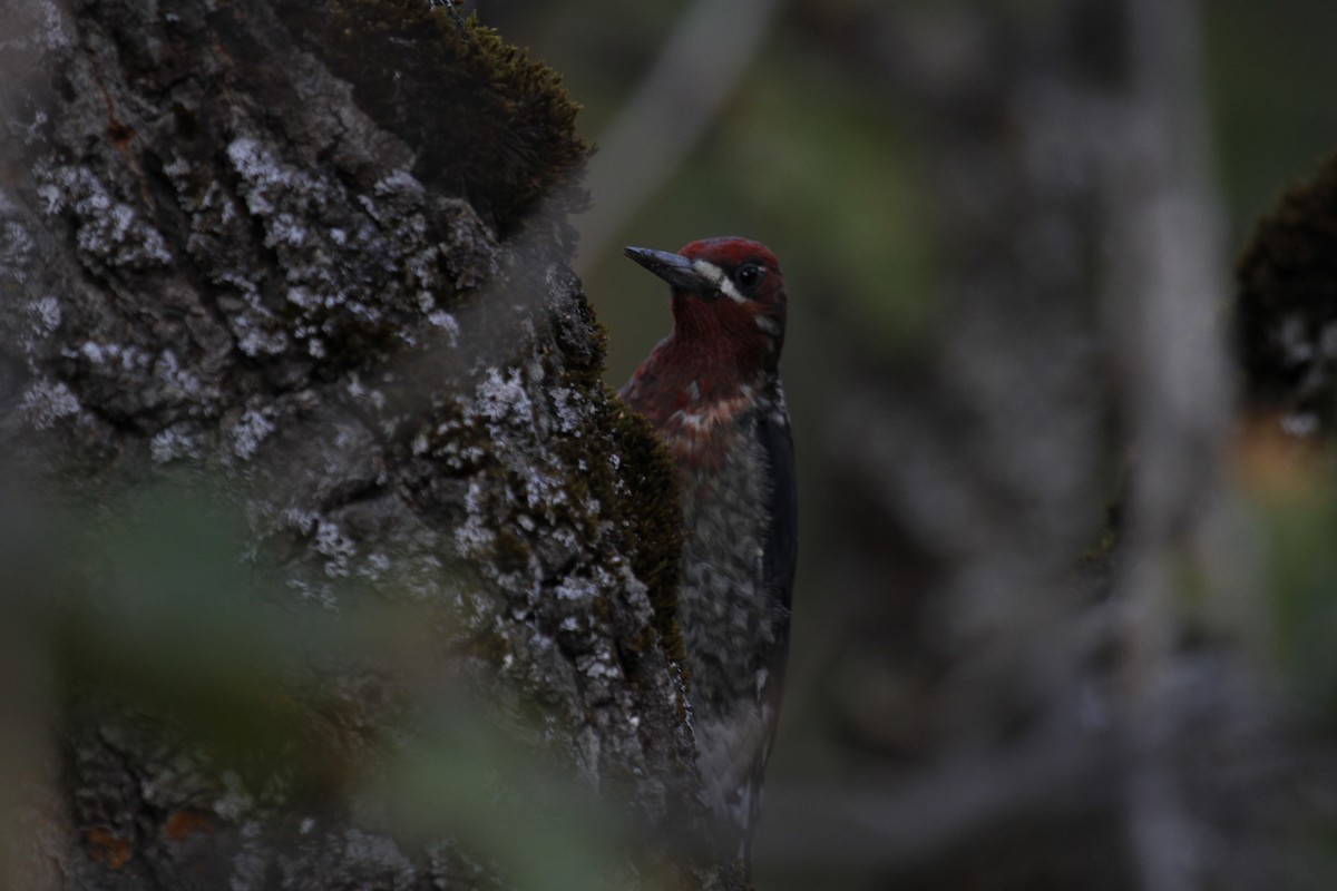 Red-breasted Sapsucker - ML643804285