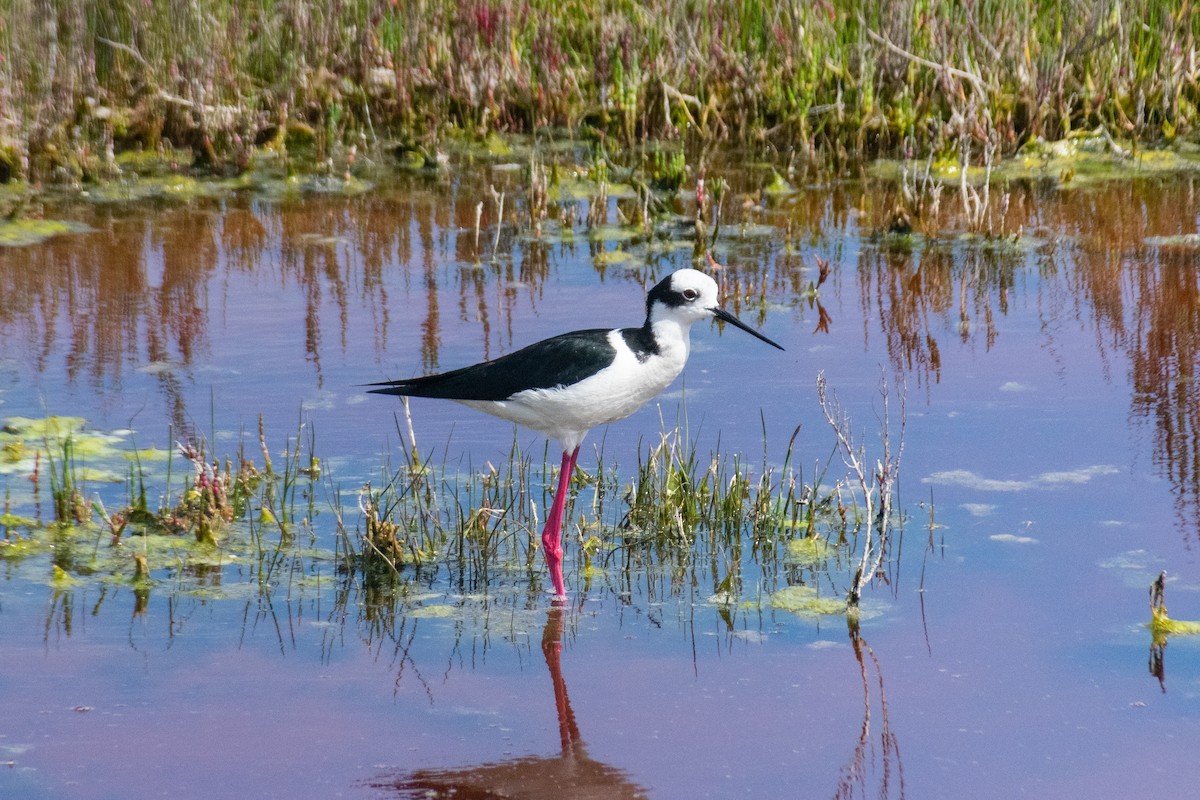 Échasse d'Amérique - ML643804295