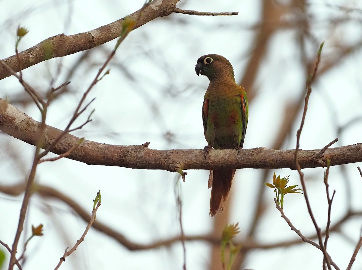 Blaze-winged Parakeet - ML643804310