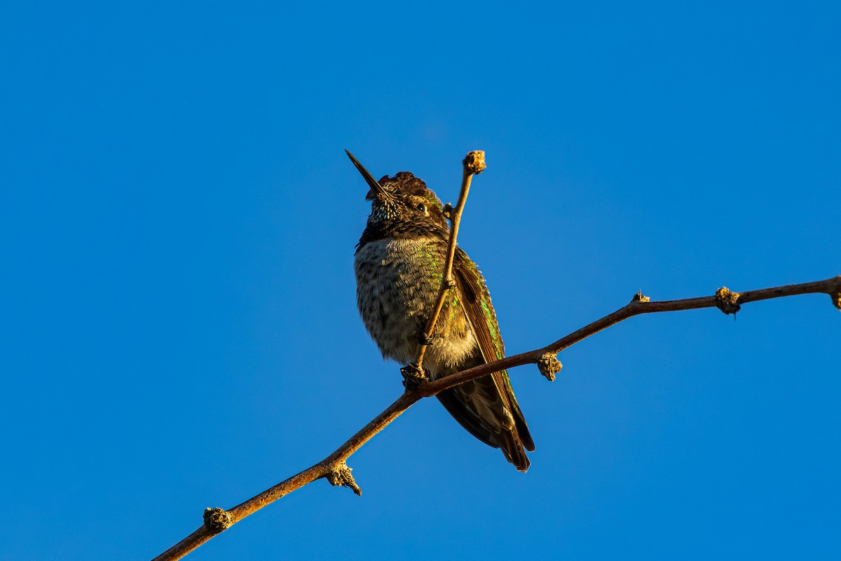 Anna's Hummingbird - ML643804316
