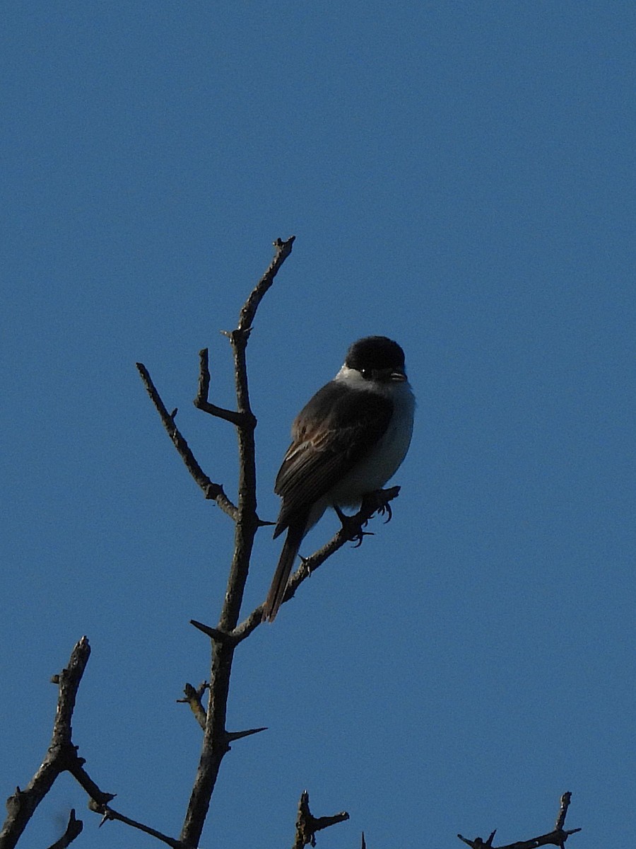 Kappenbekarde - ML643804343