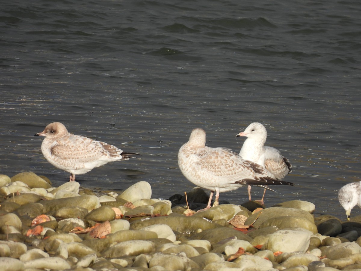Ring-billed Gull - ML643804354