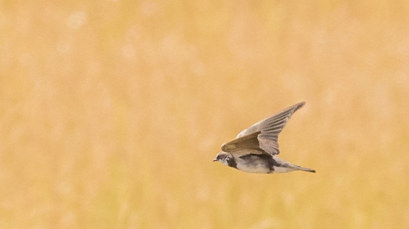 Banded Martin - ML643804368