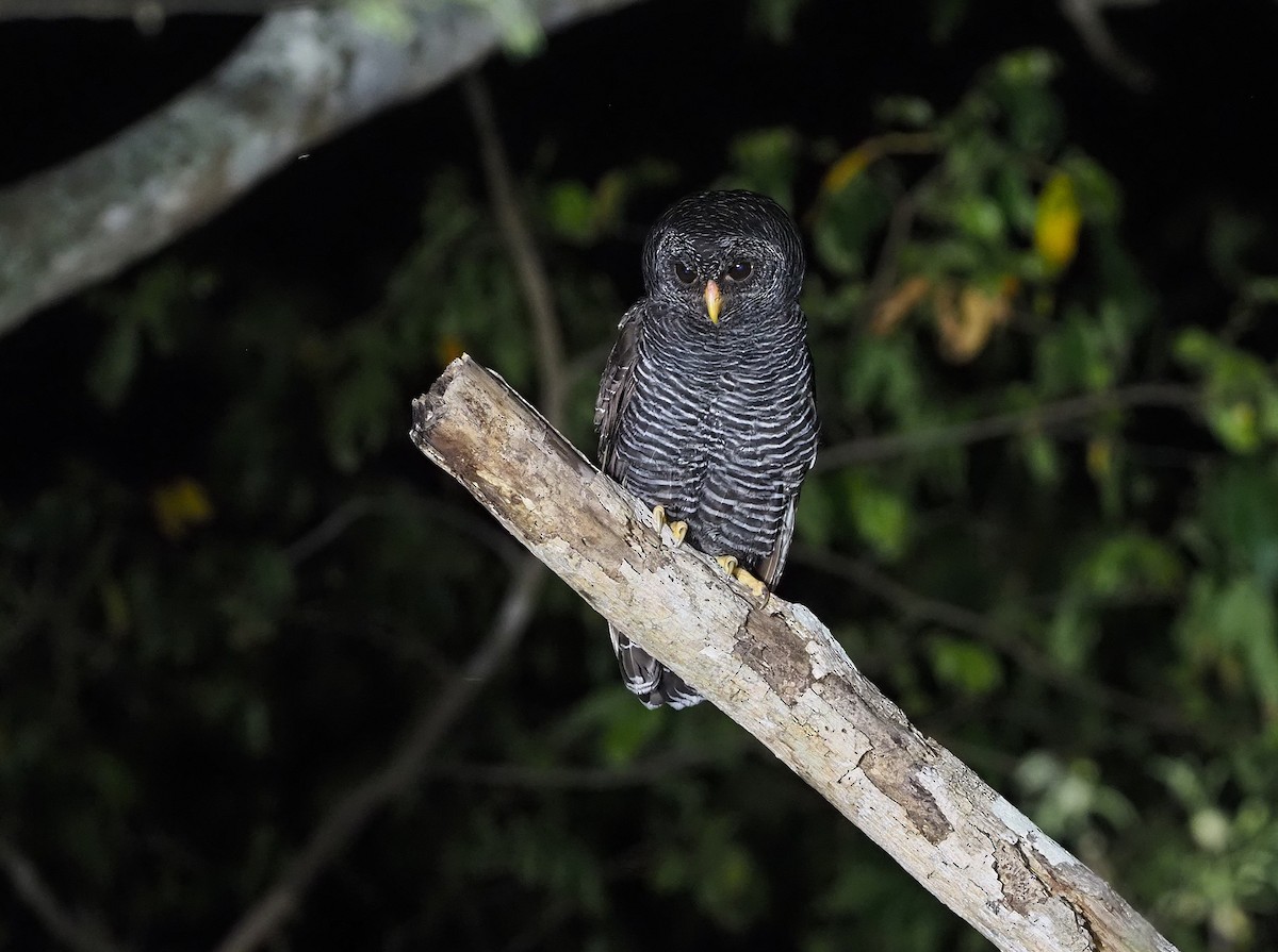 Black-banded Owl - ML643804369