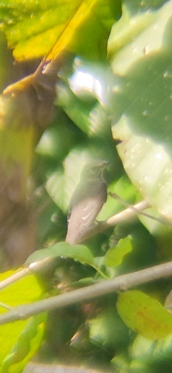 Gray-streaked Flycatcher - ML643804370