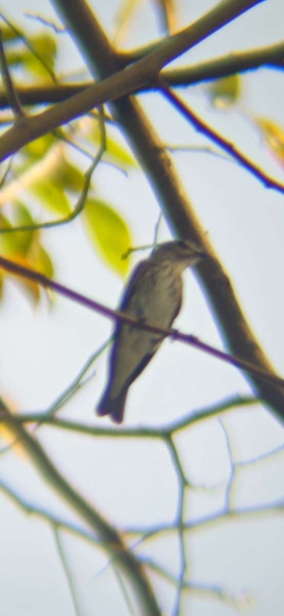 Gray-streaked Flycatcher - ML643804376