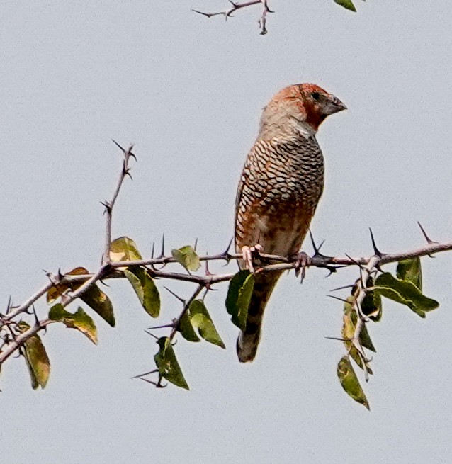 Red-headed Finch - ML643804377