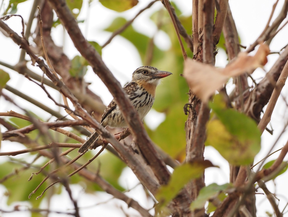 Tamatia tamajac (striatipectus) - ML643804378