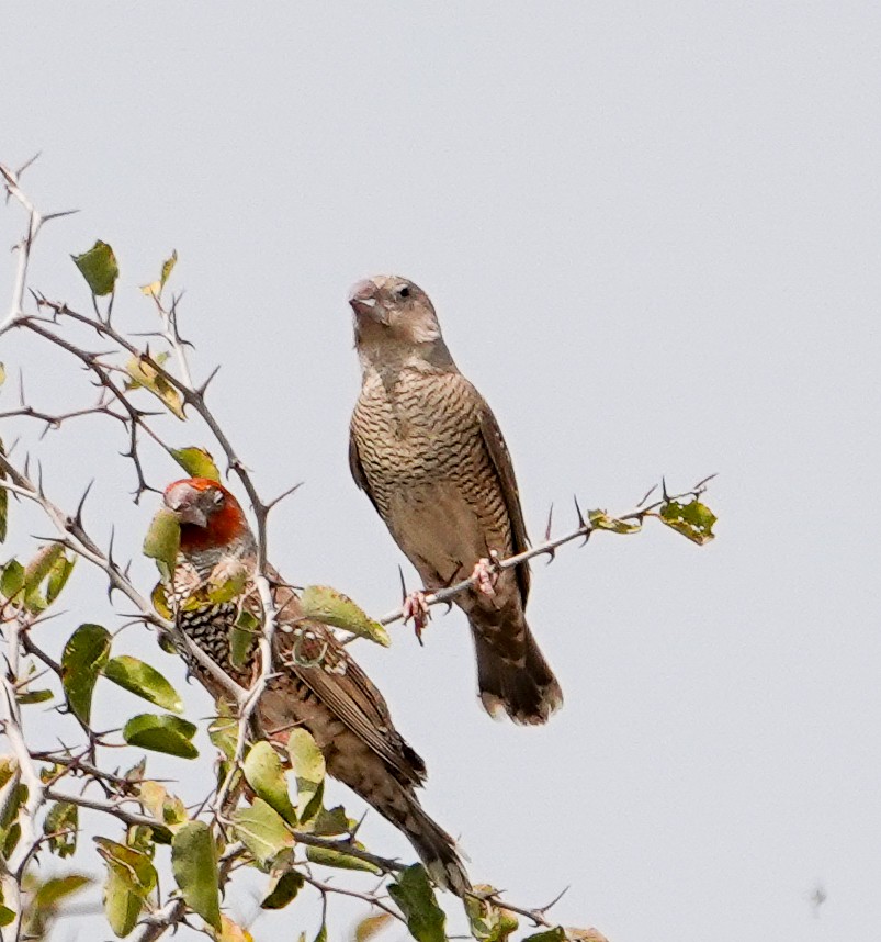 Red-headed Finch - ML643804379