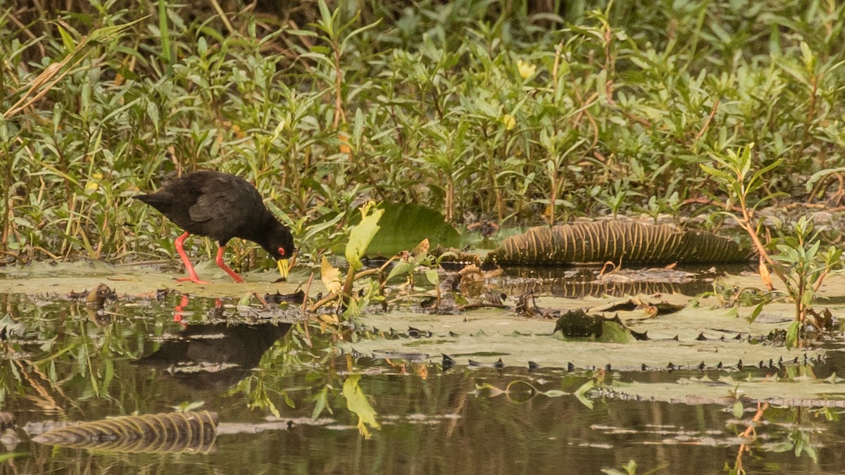 Black Crake - ML643804380