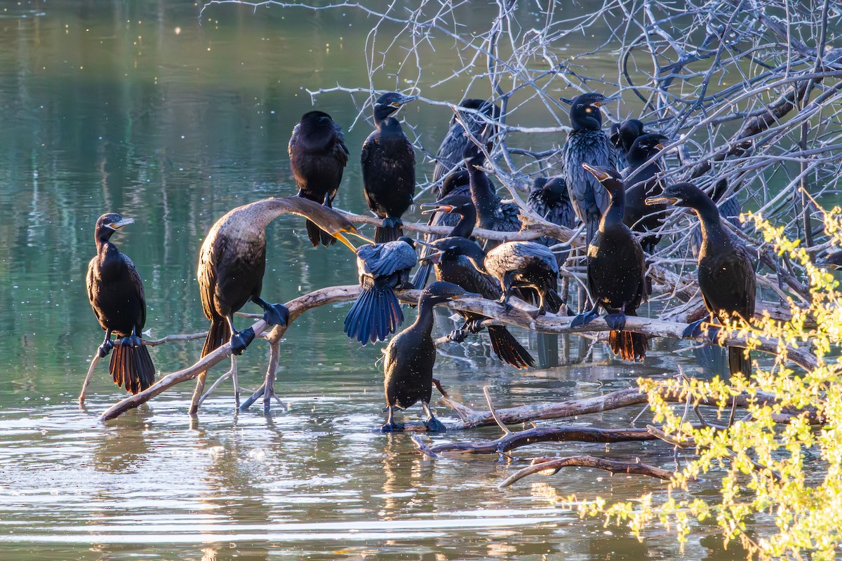 Neotropic Cormorant - ML643804394