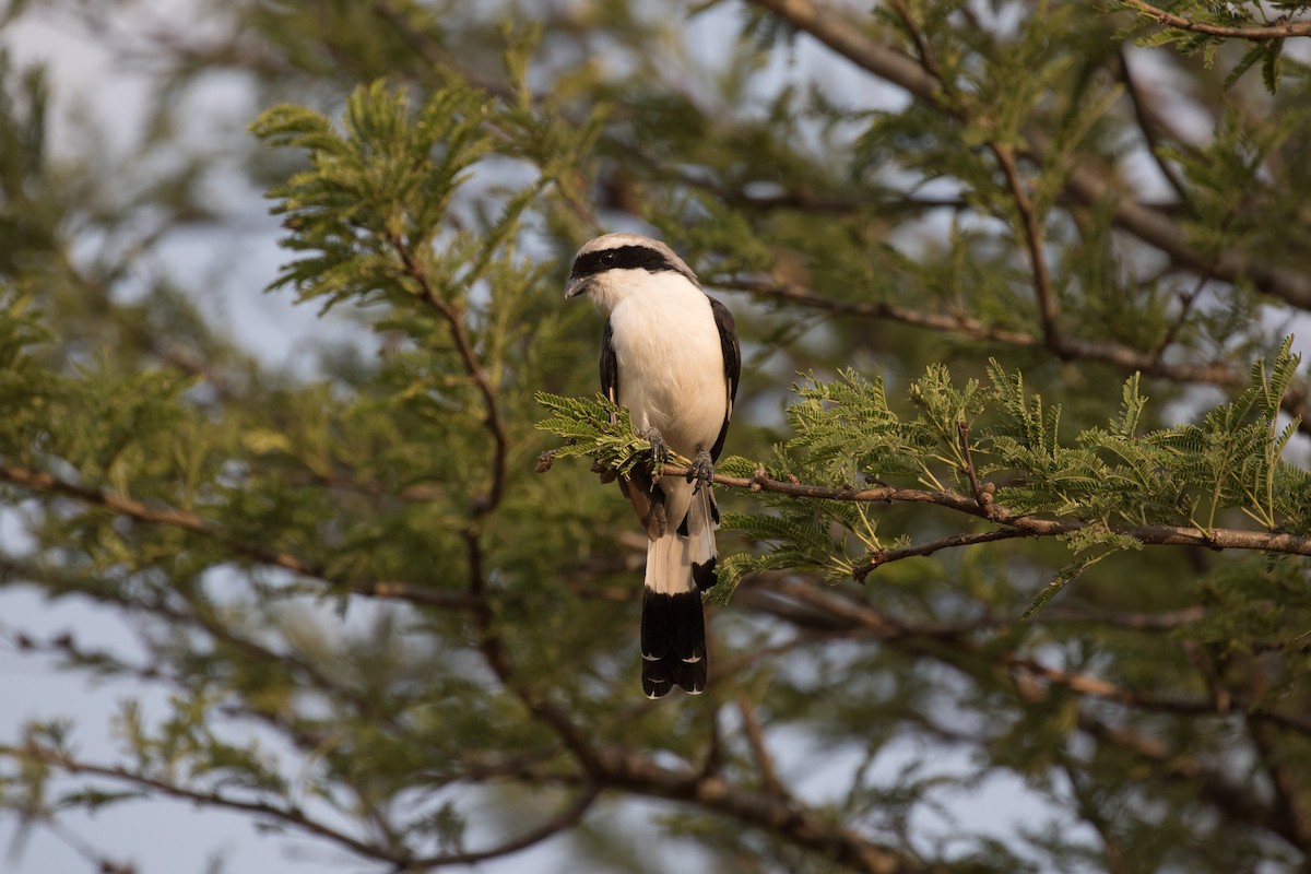 Gray-backed Fiscal - ML643804395