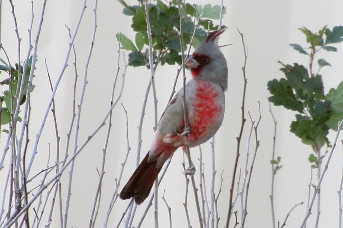 Pyrrhuloxia - ML643804396