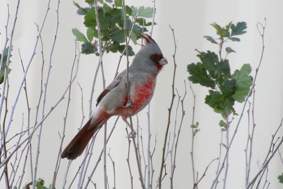 Pyrrhuloxia - ML643804397