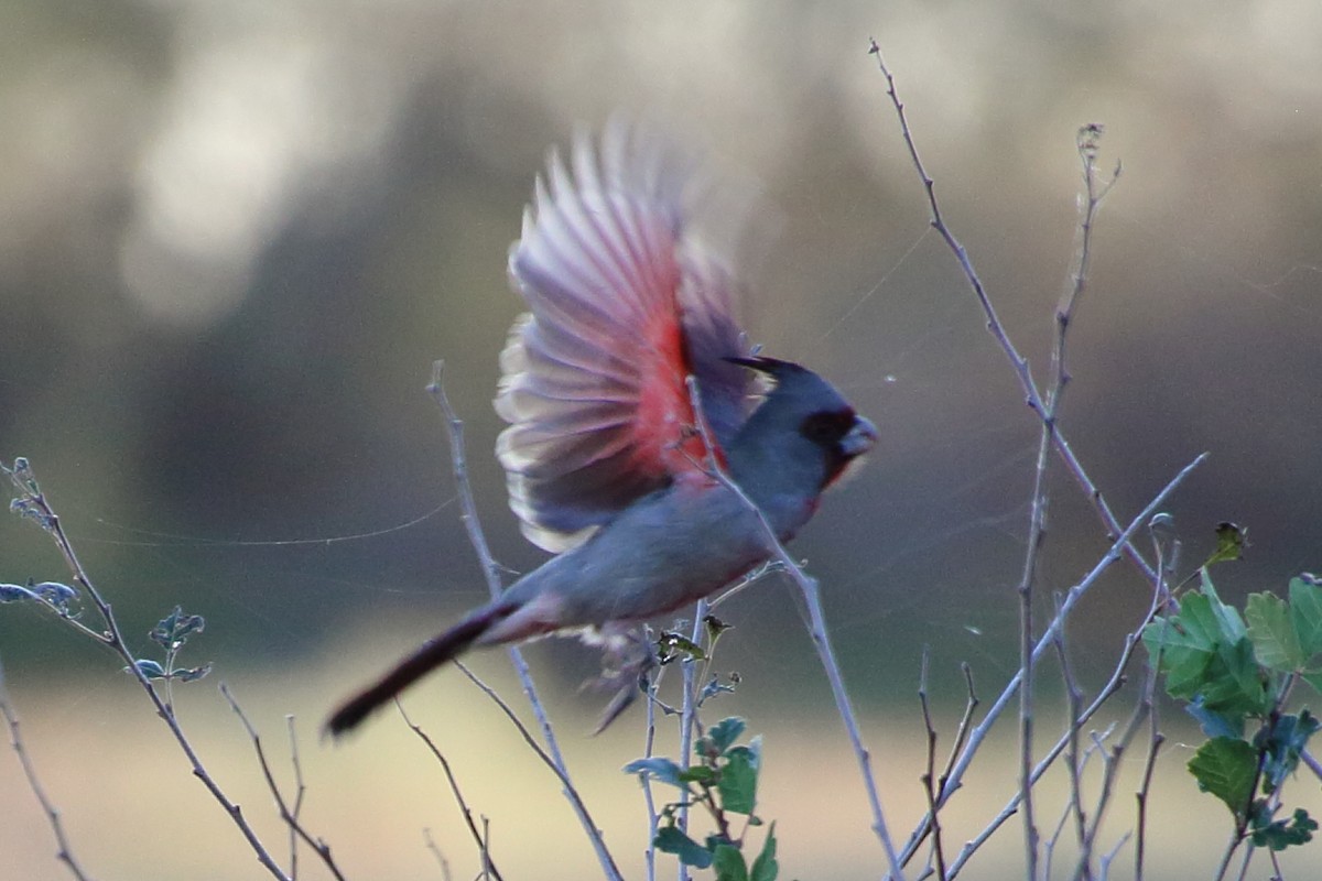 Pyrrhuloxia - ML643804398