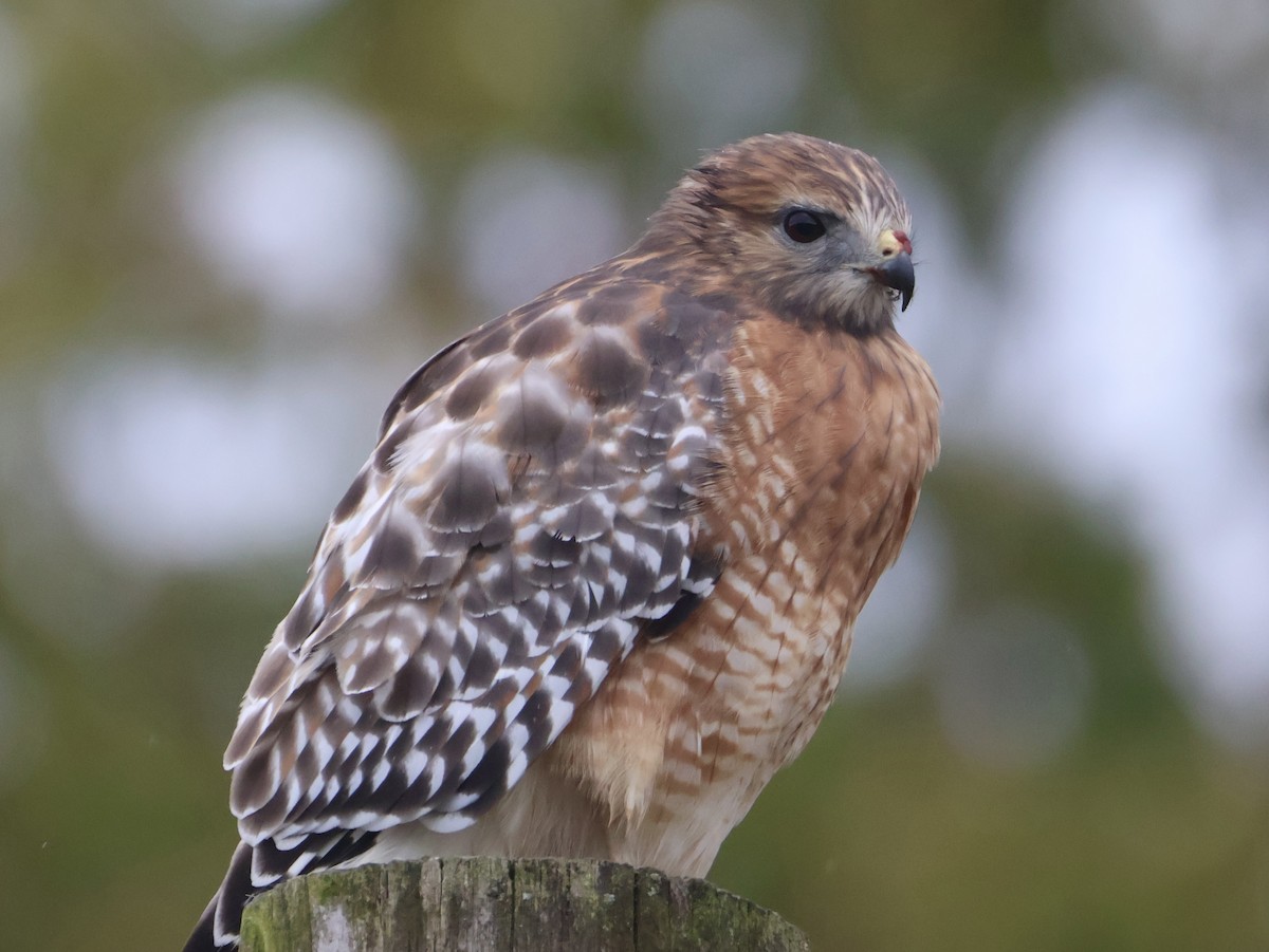Red-shouldered Hawk (lineatus Group) - ML643804412