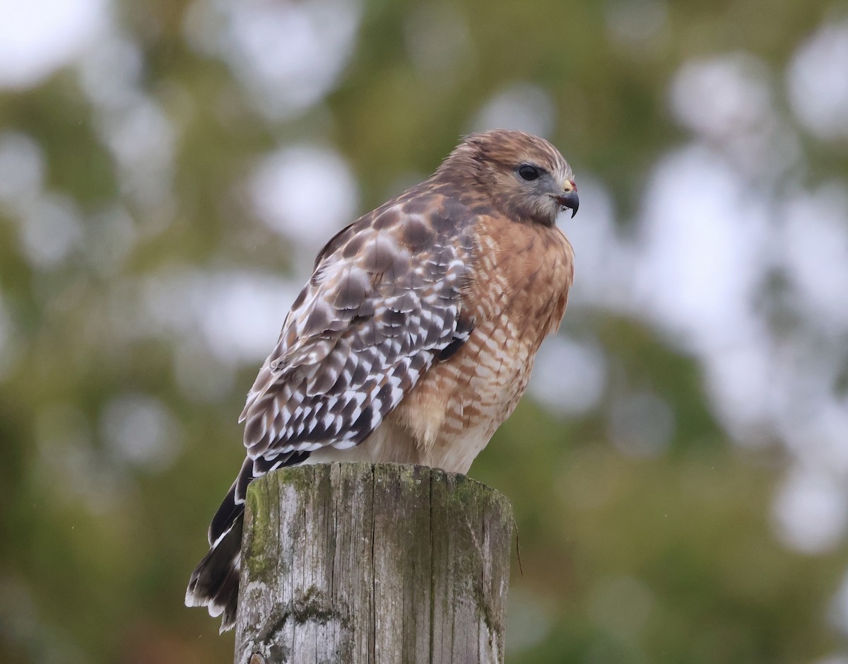 Red-shouldered Hawk (lineatus Group) - ML643804413