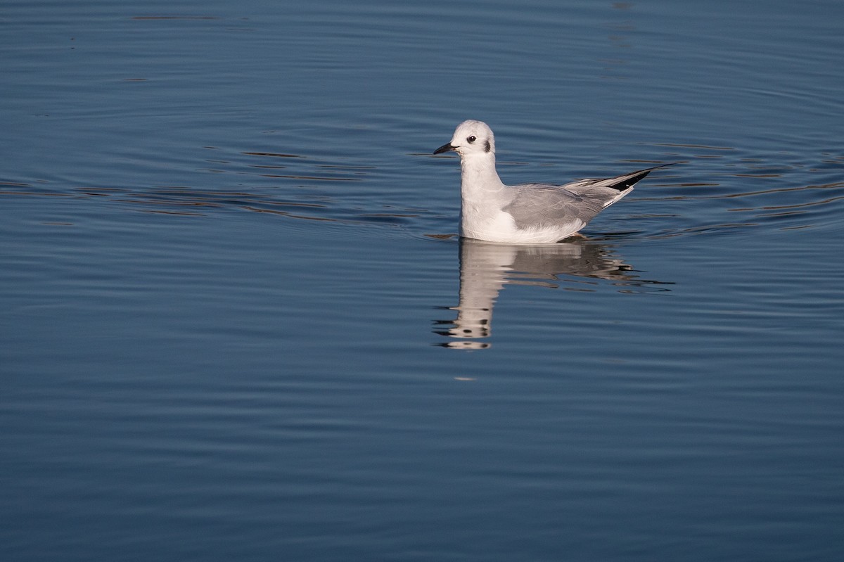 Gaviota de Bonaparte - ML643804420