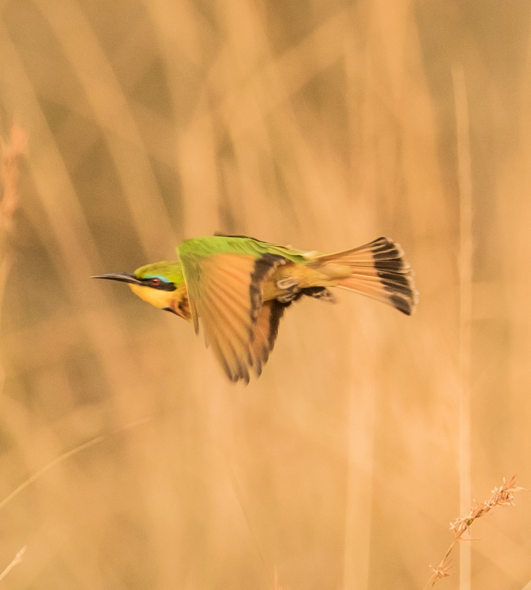 Little Bee-eater - ML643804426